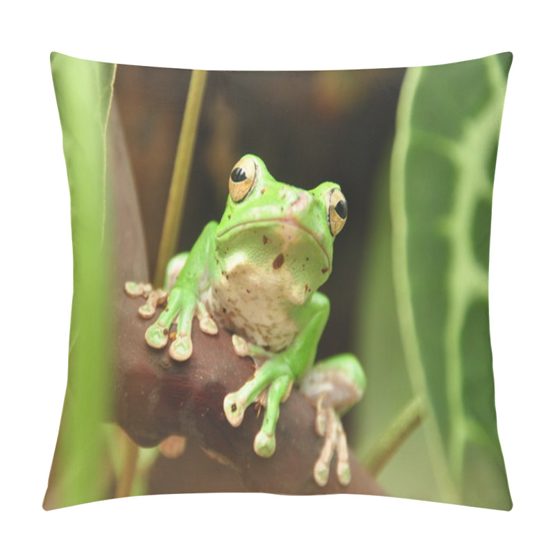 Personality  Vietnamese Tree Frog Pillow Covers