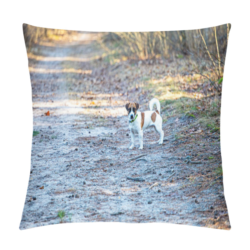 Personality  Beautiful Male Jack Russell Terrier Walking In The Forest On A Sunny Day Pillow Covers