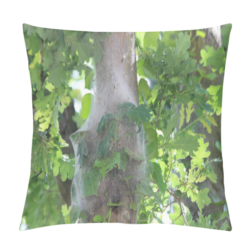 Personality  Oak Processionary Caterpillars In A Nest On Trees In The Netherlands Pillow Covers