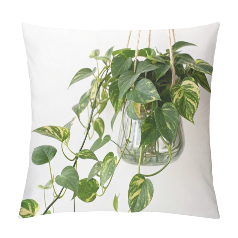 Personality  A Vibrant Full-frame Image Capturing A Pothos Plant Epipremnum Aureum Trailing Elegantly From A Transparent Hanging Glass Vase, With The Clean White Background Accentuating Its Lush Greenery. Pillow Covers