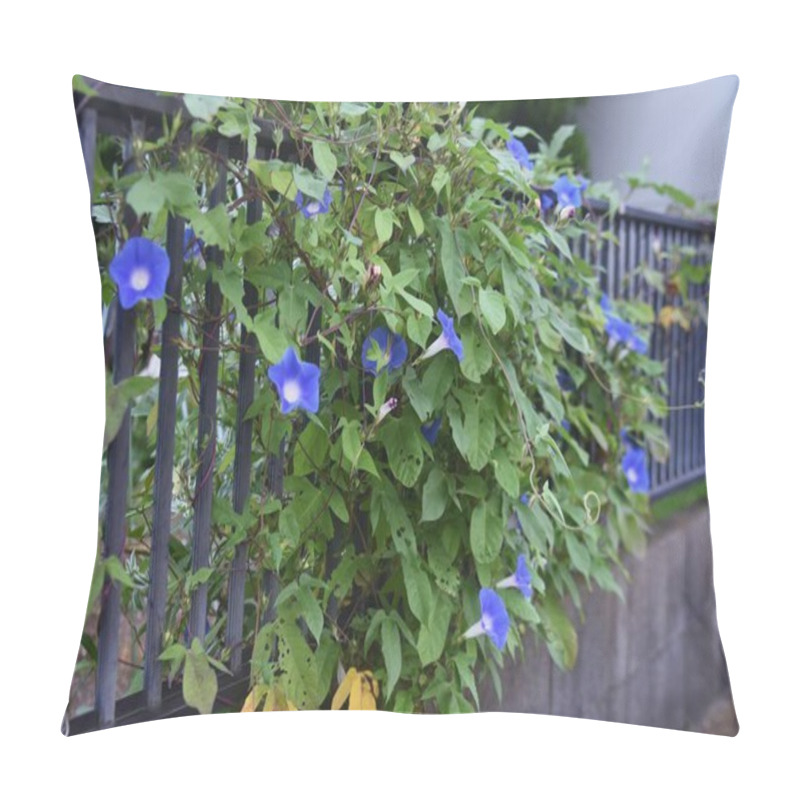 Personality  Japanese Morning Glory Flowers. Convolvulaceae Annual Vine Plants. Seeds Are Used For Crude Drugs. Pillow Covers