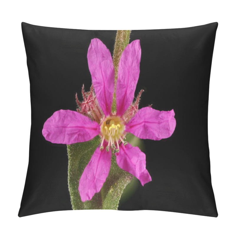 Personality  Purple Loosestrife (Lythrum Salicaria). Flower Closeup Pillow Covers