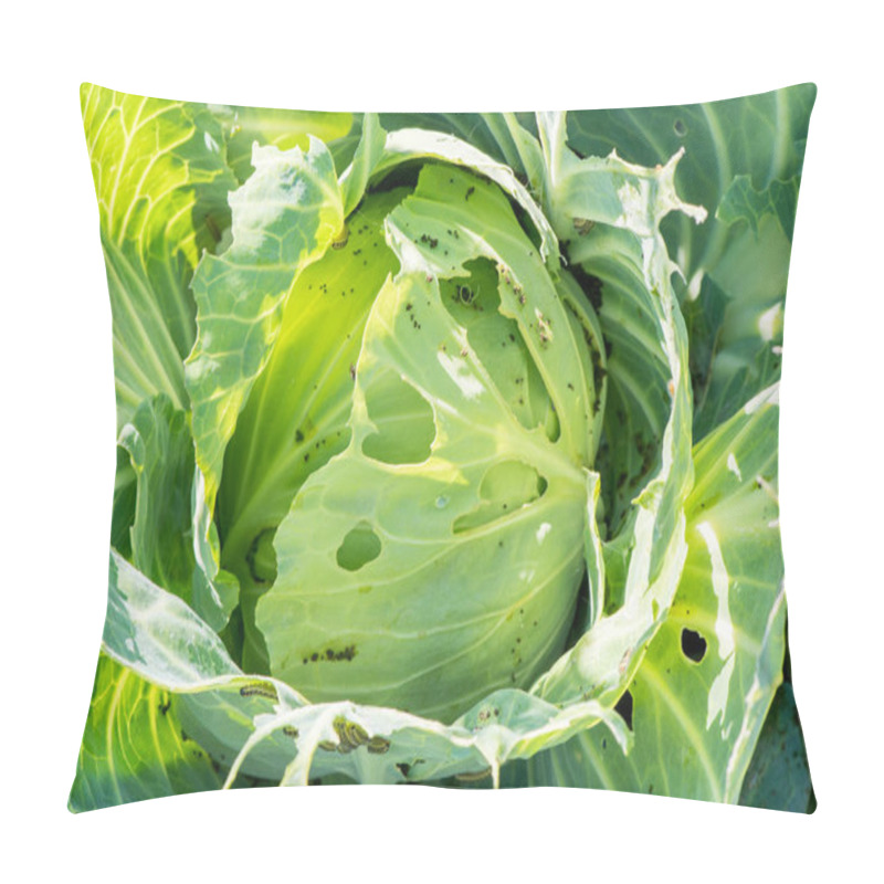 Personality  Caterpillars Eat Cabbage Leaves In Summer Pillow Covers