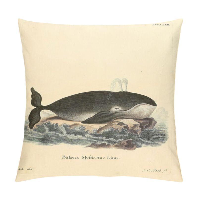 Personality  Illustration Of Marine Mammal. Die Saugthiere In Abbildungen Nach Der Natur, Mit Beschreibungen. 1778 Pillow Covers