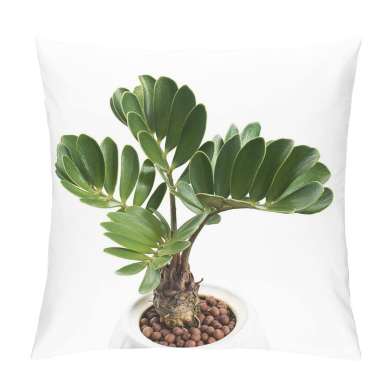 Personality  Cardboard Palm, Zamia Furfuracea, Mexican Cycad In Pot,  Isolated On White Background, With Clipping Path  Pillow Covers