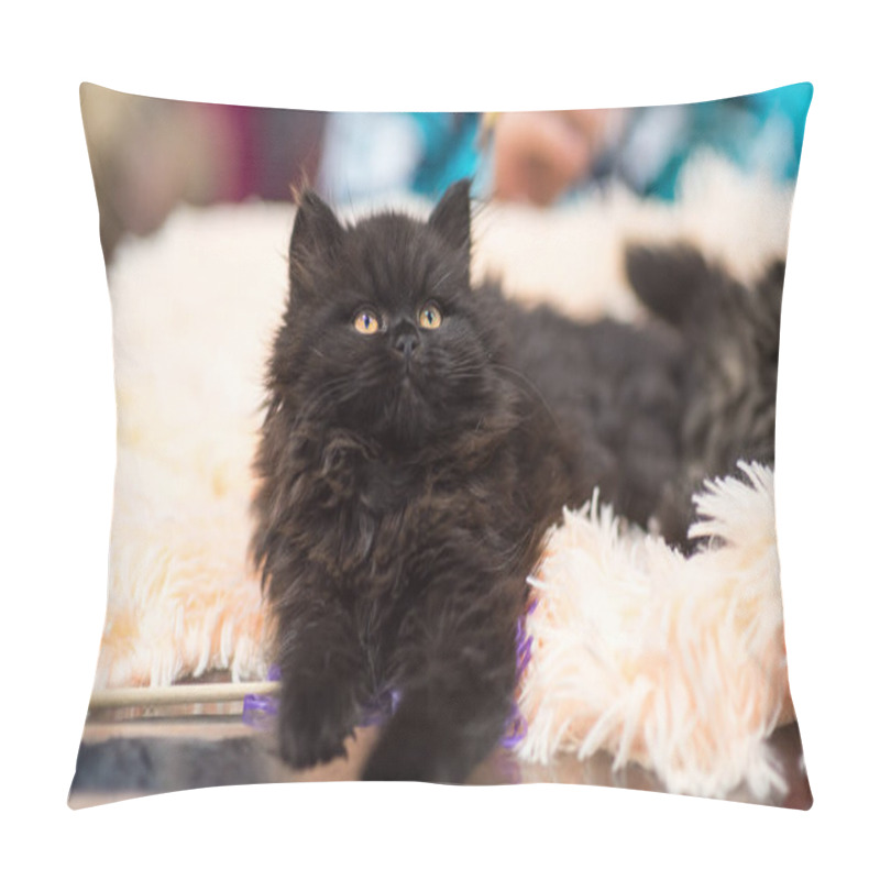 Personality  Black Cat Bombay On Blurred Background. Defocused. Pillow Covers