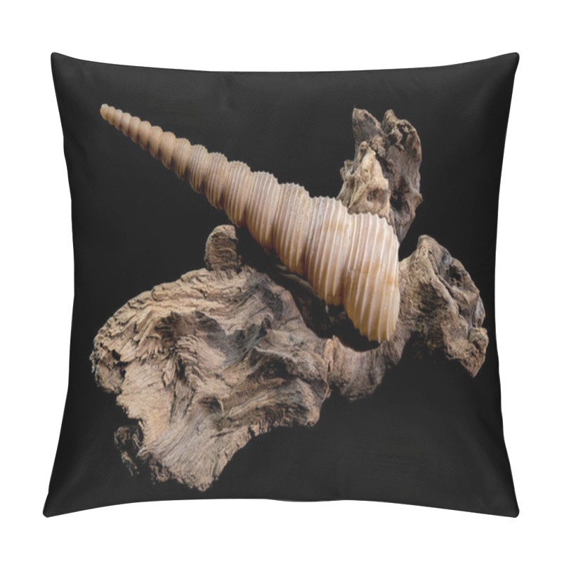 Personality  Turritella Shell On Driftwood With Black Background Pillow Covers