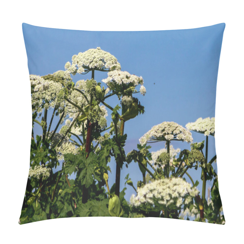 Personality  Sosnovsky Cow Parsnip Heracleum-threat Herbaceous Flowering Plant. Parts Of The Plant Contain The Intense Toxic Allergen Furanocoumarin. Large Flowers Against The Sky Pillow Covers