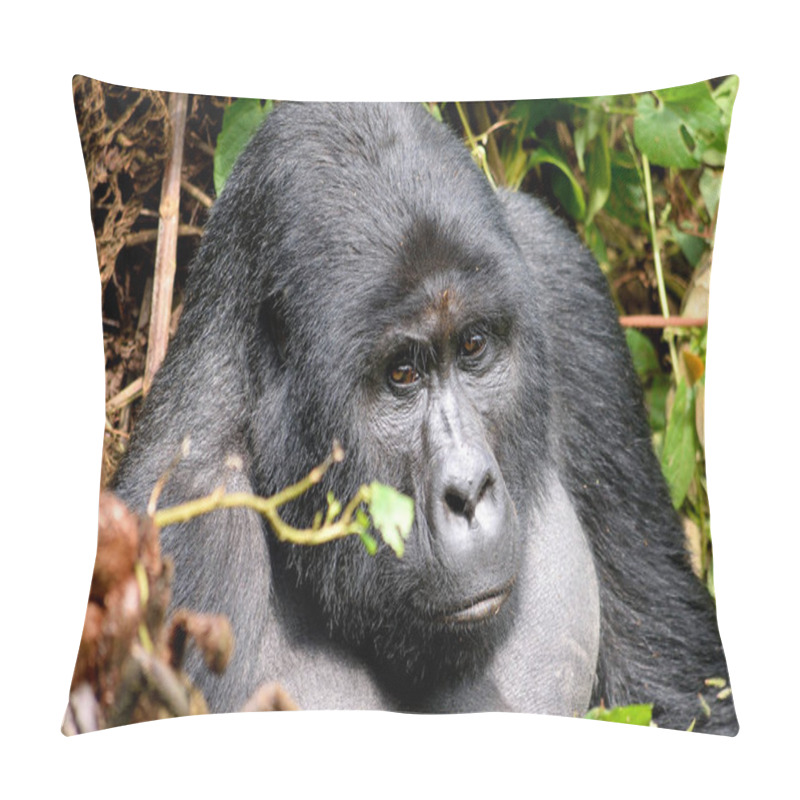 Personality  The Huge Silverback In Bwindi Impenetrable Forest. Pillow Covers