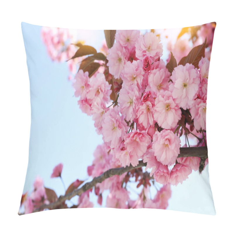 Personality  Beautiful Blossoming Sakura Tree Against Blue Sky, Closeup Pillow Covers