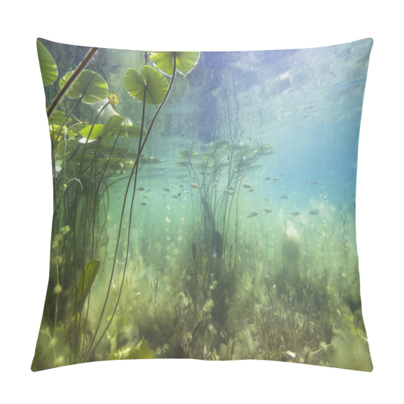 Personality  Beautiful Yellow Water Lily (nuphar Lutea) In The Clear Pound. Underwater Shot In The Lake. Nature Habitat.  Pillow Covers