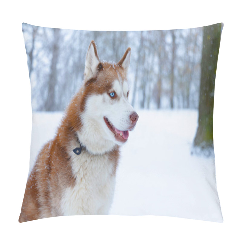 Personality  Husky Dog Portrait Blue Eyes Arctic Animal Theme Looking Side Ways Pet Walking Concept White Background Blurred Winter Forest Landscape Outdoor View Pillow Covers