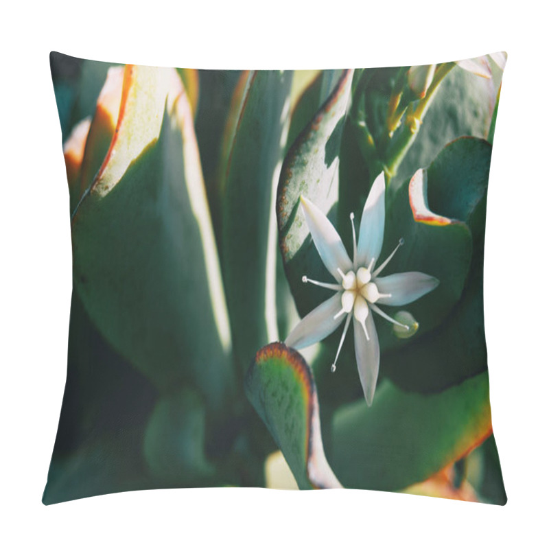 Personality  Close-up Of A Single White Flower Of Sedum Album In Nature Pillow Covers