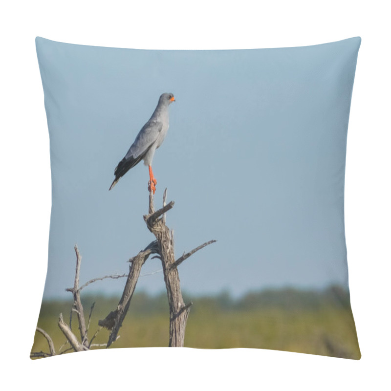 Personality  Pale Chanting Goshawk Perched On Top Of Branch In Front Of African Landscape And Blue Sky. Pillow Covers