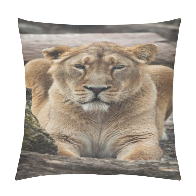 Personality  Female Asiatic Lion (Panthera Leo Persica). Pillow Covers