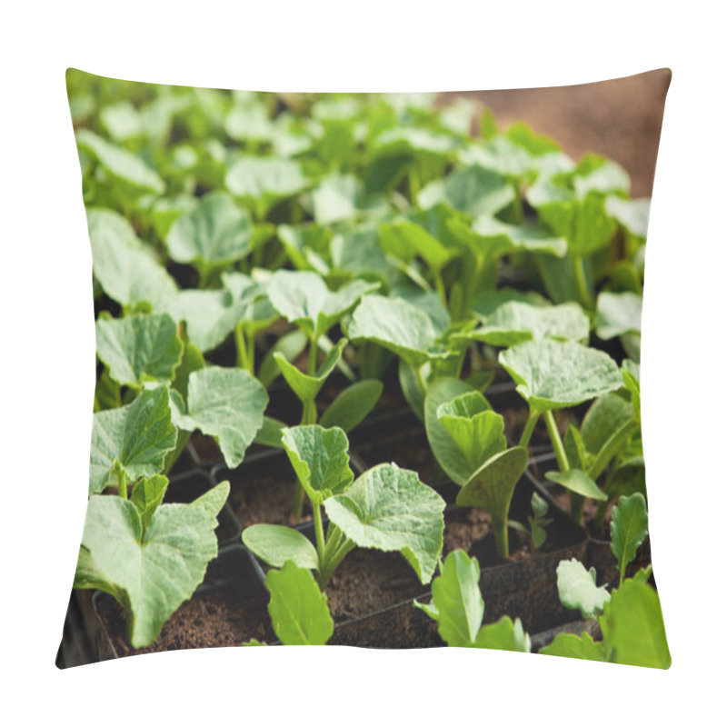 Personality  Squash Seedlings Pillow Covers