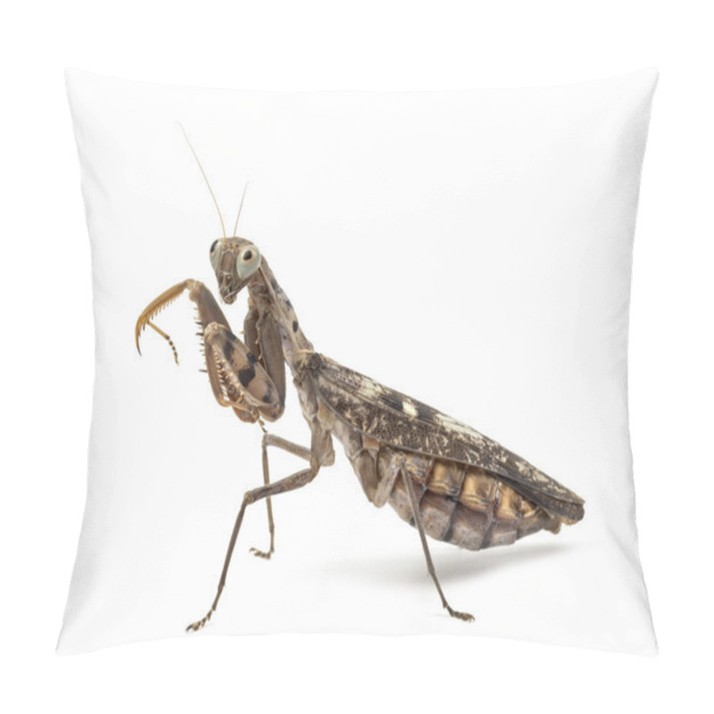 Personality  Old And Blind Female Praying Mantis Isolated On White Pillow Covers