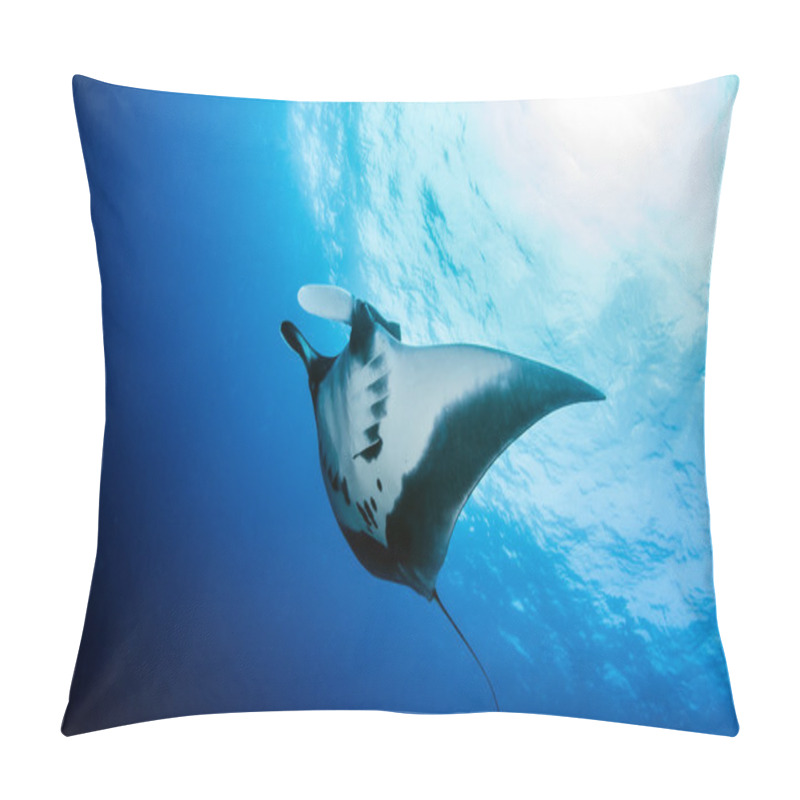 Personality  Manta Ray At Islas Revillagigedos, Mexico Pillow Covers