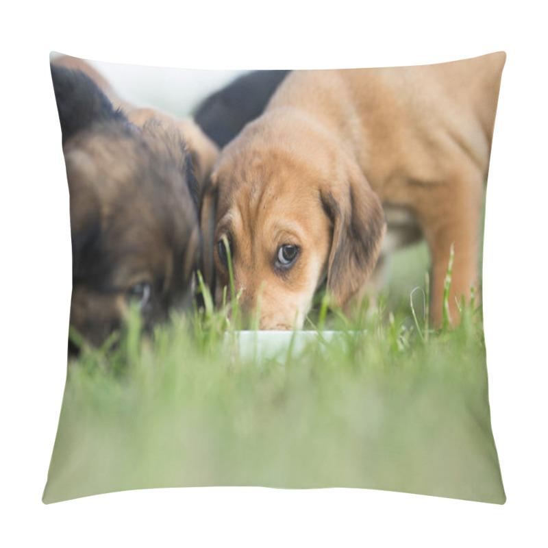 Personality  Little Dog On The Grass Pillow Covers