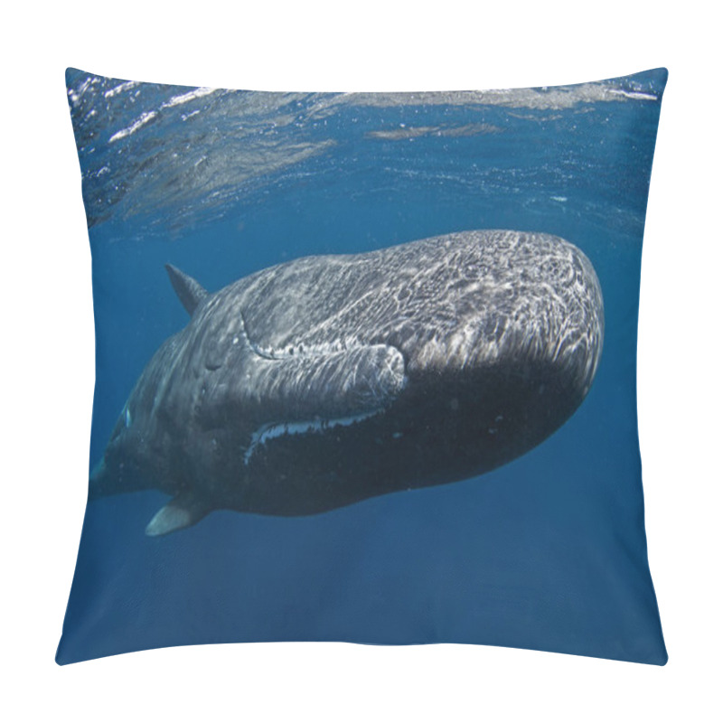 Personality  Sperm Whale, Physeter Macrocephalus, Indian Ocean Pillow Covers