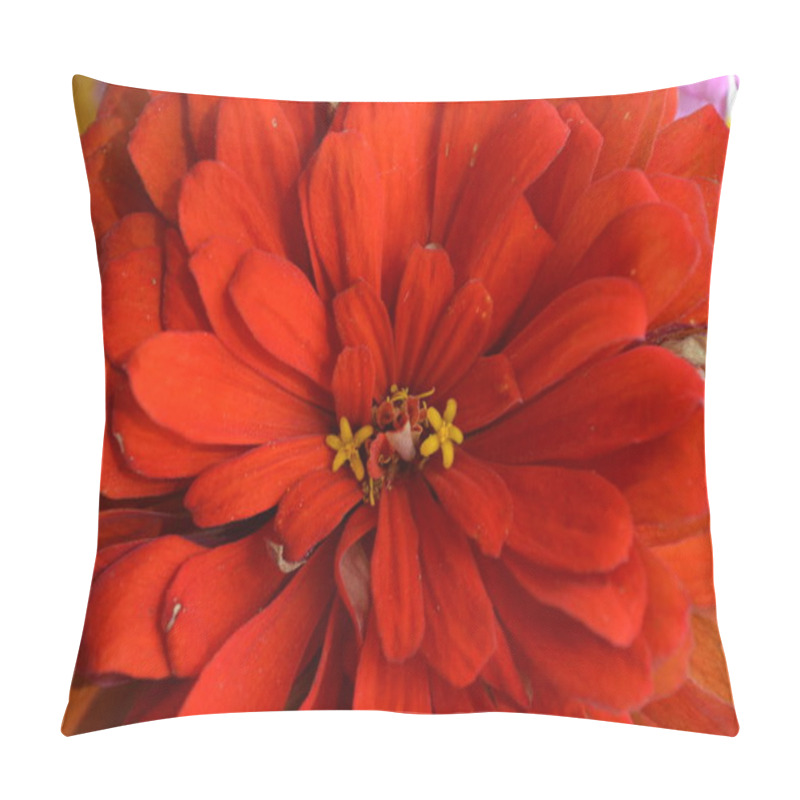 Personality  Head Of A Large Red Flower Close Up Pillow Covers