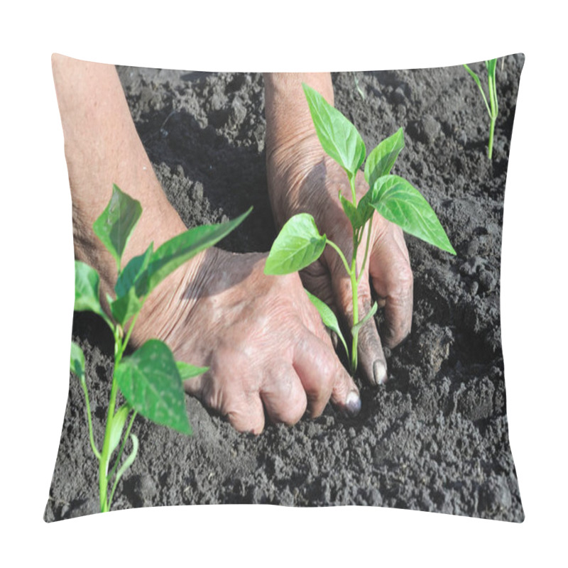 Personality  Gardener's Hands Planting A Pepper Seedling In The Vegetable Garden Pillow Covers