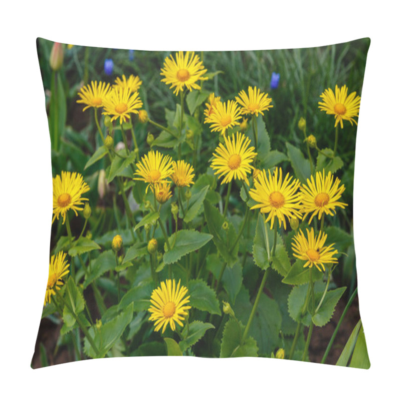 Personality  Yellow Doronicum Orientale, Leopards Bane Flowers Growing In Meadow Pillow Covers