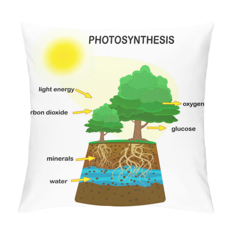 Personality  Photosynthesis Diagram. Process Of Plant Produce Oxygen. Photosynthesis Process Labelled. Science Education Botany Poster. Photosynthesis Process Poster With Plant, Text And Arrows. Stock Vector Illustration Pillow Covers