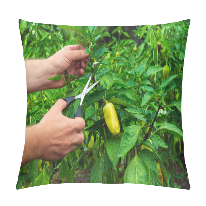 Personality  The Farmer Cuts The Sprouts Into The Peppers With Scissors For A Good Harvest. Close-up Of The Hands Of An Agronomist During Work. Caring For Bell Pepper In The Garden Pillow Covers