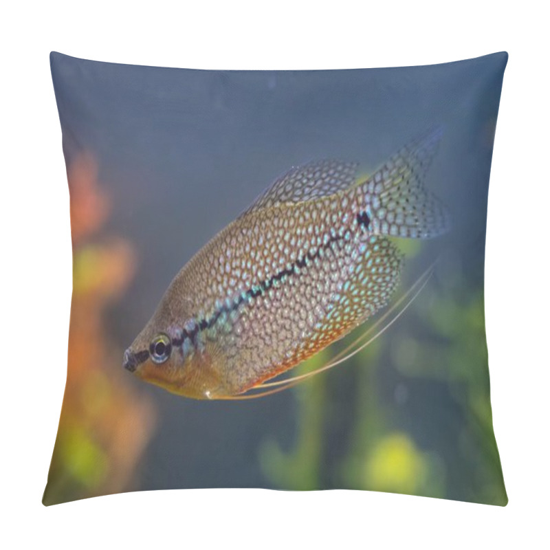 Personality  Trichopodus Leerii, Widespread Aqua Trade Ornamental Labyrinth Fish, Petshop Commercial Aquascape, Amano Style Planted Aquadesign, Beginner Friendly Pet, Professional Care, Shallow Dof Blur Background Pillow Covers