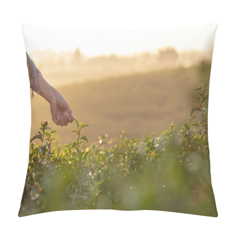 Personality  Close Up Hand Worker Farmer Women Were Picking Tea Leaves For Traditions In The Sunrise Morning At Tea Plantation Nature. Lifestyle Concept Pillow Covers