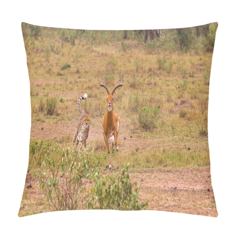 Personality  Photo Series: Cheetah Hunting For Big Impala. The Endgame Episode. Masai Mara, Kenya Pillow Covers