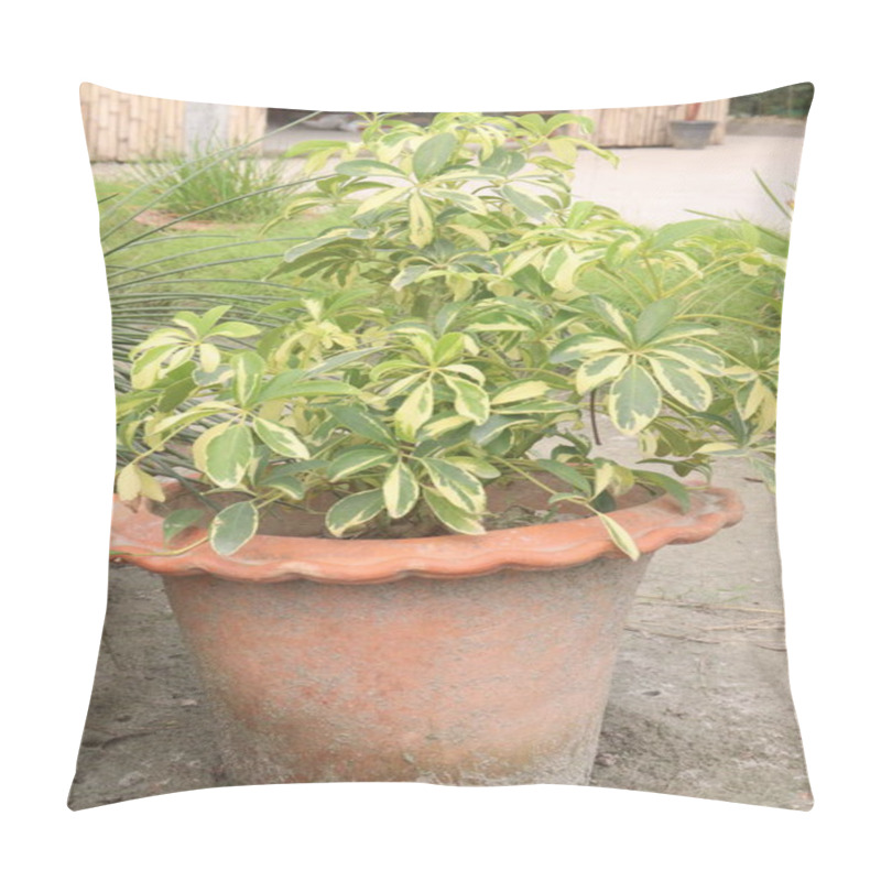 Personality  Variegated Dwarf Umbrella Leaf Plant On Pot In Nursery For Sell Are Cash Crops. Improve Indoor Air Quality. Absorbing Nasties Such As Formaldehyde, Benzene That Lurk In Our Homes From Paints, Cleaners Pillow Covers