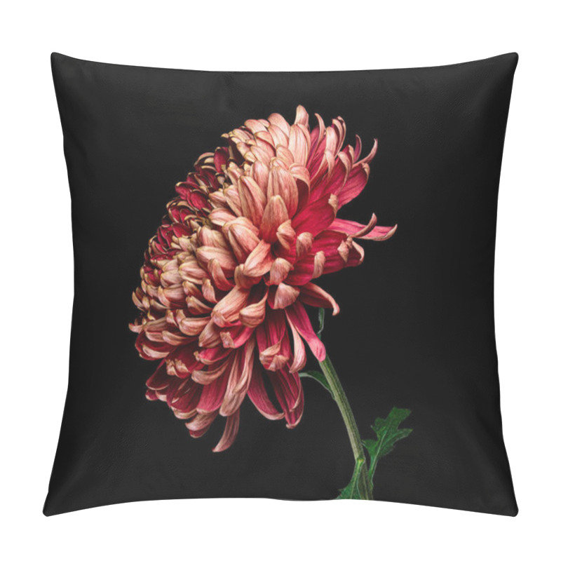 Personality  Beautiful Red Chrysanthemum Flower With Green Stem Isolated On Black Background. Studio Close-up Photography. Pillow Covers