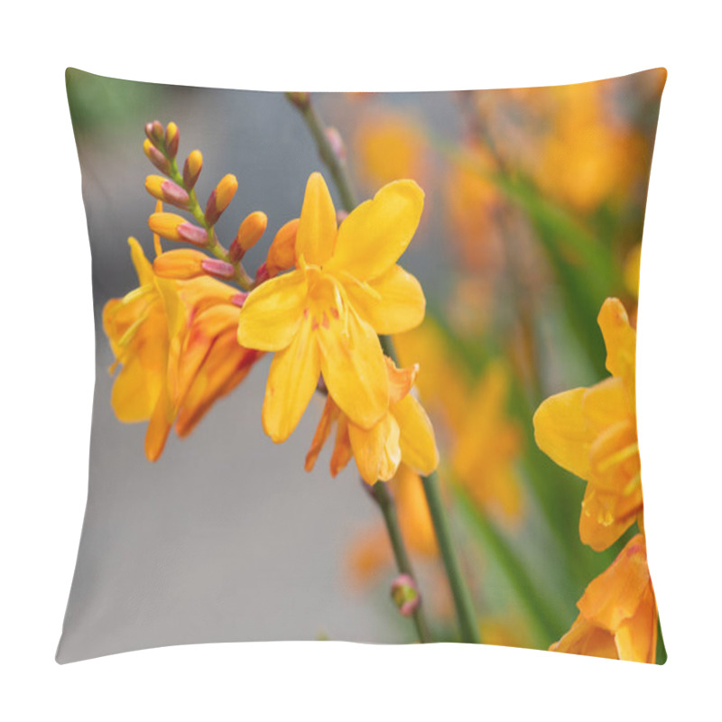 Personality  Close Up Of Columbus Montbretia (crocosmia X Crocosmiiflora) Flowers In Bloom Pillow Covers