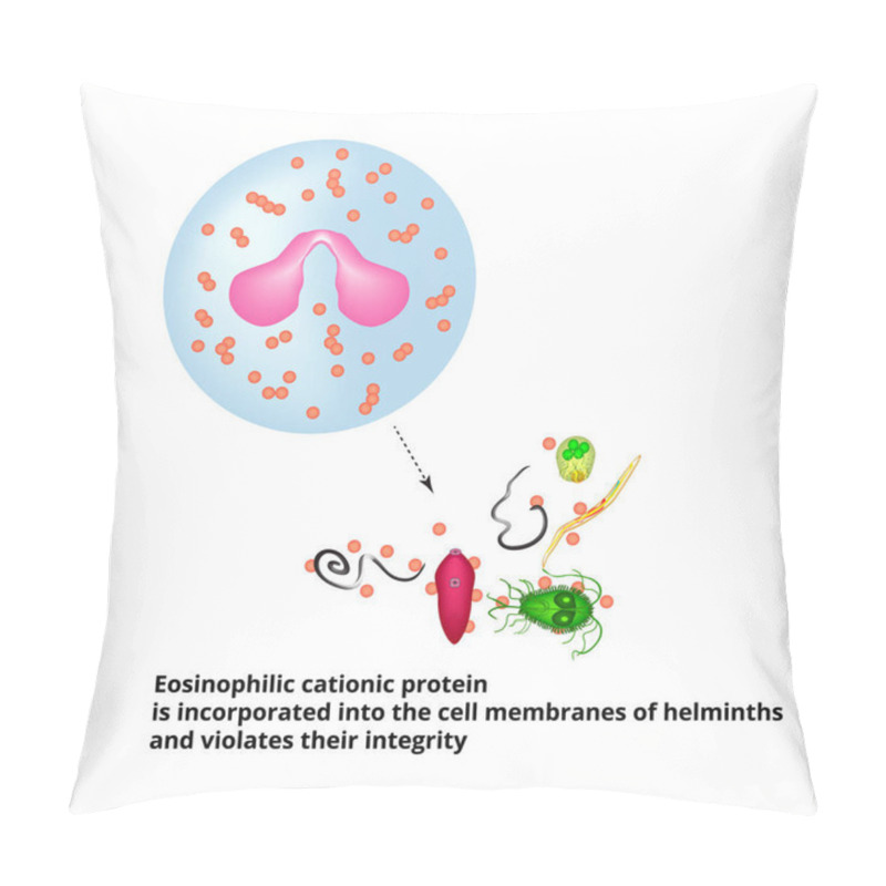 Personality  Eosinophilic Cationic Protein Is Incorporated Into The Membranes Of Helminth Cells And Disrupts Their Integrity. Eosinophil Is A Blood Cell. Vector Illustration On Isolated Background Pillow Covers