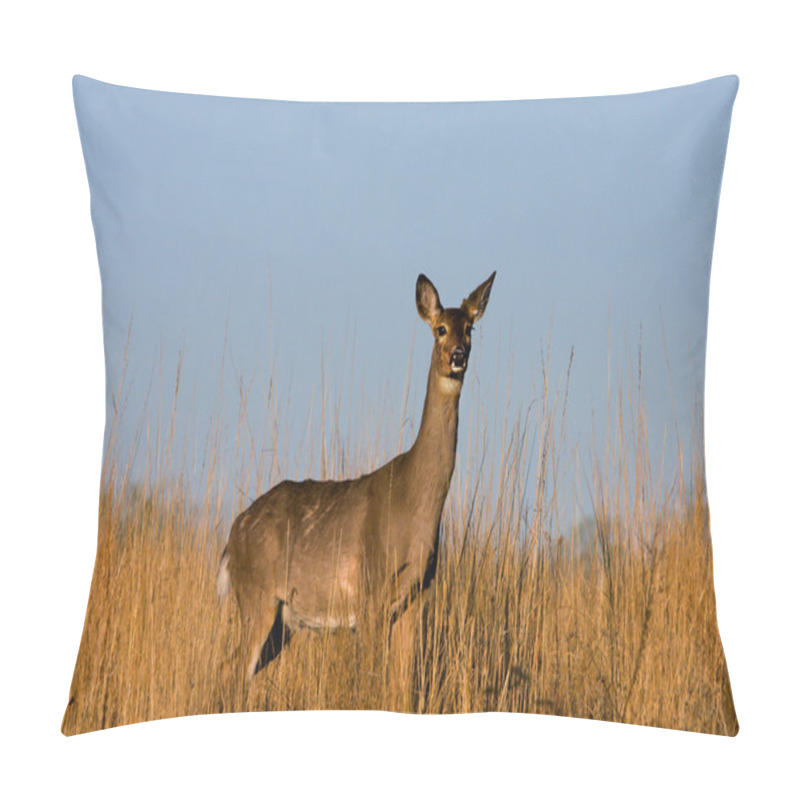 Personality  Deer In The Meadow. Pillow Covers