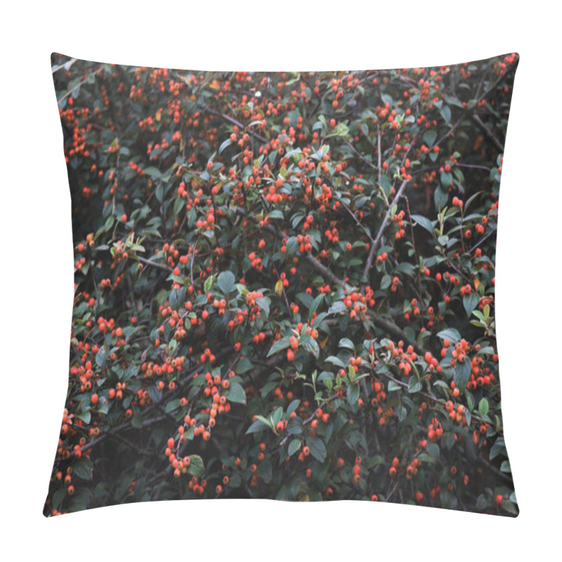 Personality  Cotoneaster Franchetii Or Franchet Cotoneaster Bush With Manry Red Berries On Branches On Autumn Season Pillow Covers