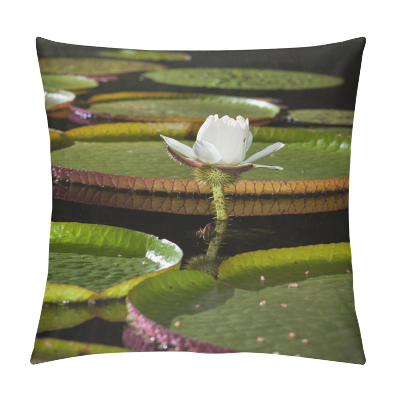 Personality  Close-up Of Giant Water Lily Pillow Covers