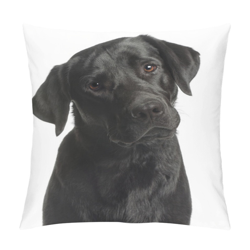 Personality  Close-up Of Labrador Retriever, 10 Months Old, In Front Of White Pillow Covers