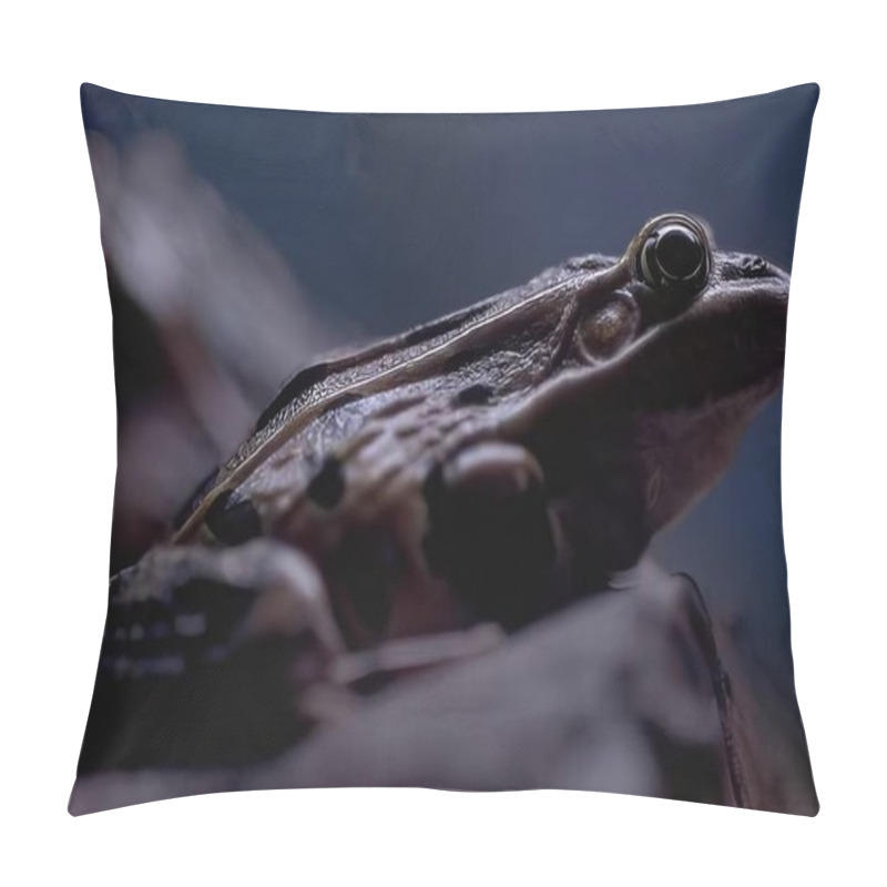 Personality  Frog Close View Background, Frog Relaxing In Its Natural Habitat Pillow Covers