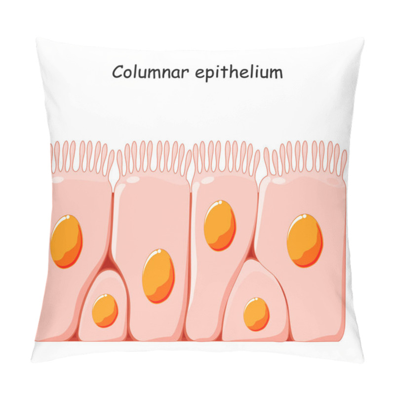 Personality  Ciliated Columnar Epithelium. Epithelial Cells Forms The Lining Of The Stomach And Intestines, Duodenum, Fallopian Tubes, Uterus, Central Canal Of The Spinal Cord,  Nose, Ears And The Taste Buds. Pillow Covers