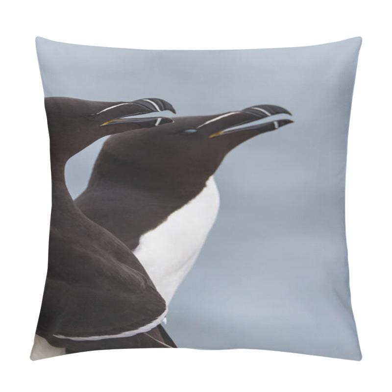 Personality  Beautiful Razorbill Birds Pillow Covers