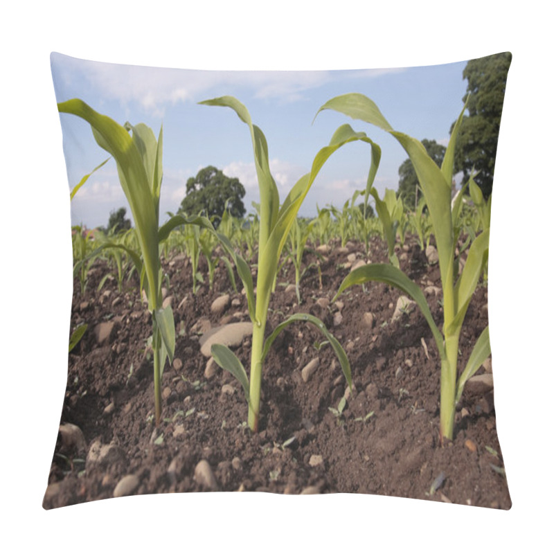 Personality  Corn Seedlings Crop Field In Spring Pillow Covers