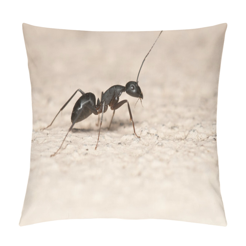 Personality  Ant In Wall Pillow Covers