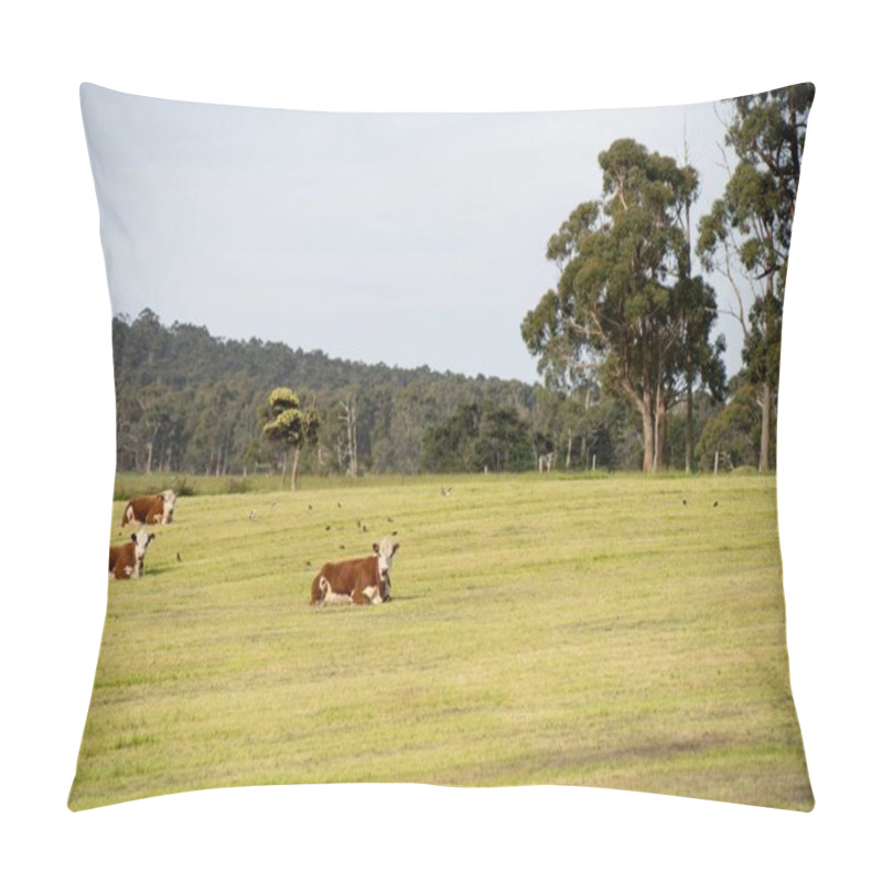 Personality  Hereford Cows In A Field On A Regenerative Agriculture Farm In Spring Pillow Covers