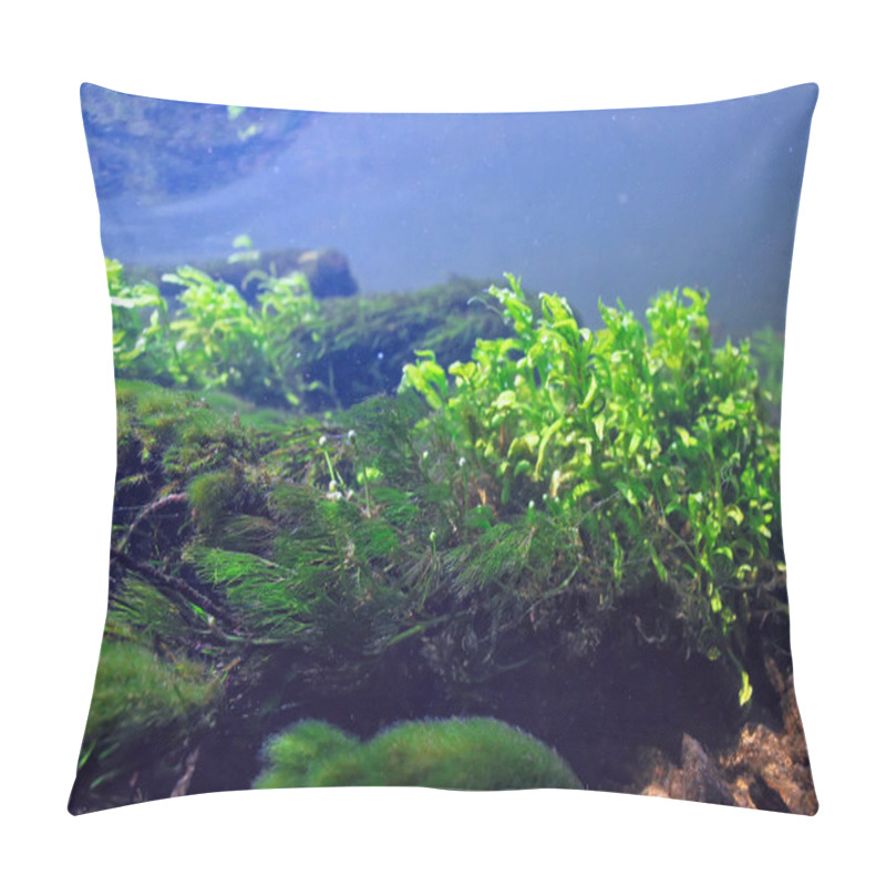 Personality  Algae In The Ocean Underwater Photo / Landscape Ecosystem Of The Ocean, Green Algae Underwater Pillow Covers