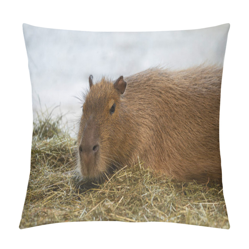 Personality  Greater Capybara (Hydrochoerus Hydrochaeris) Lies On A Sheaf Of Hay Pillow Covers