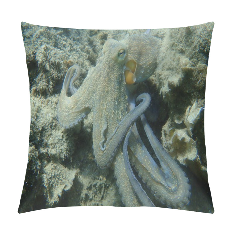 Personality  Common Octopus (Octopus Vulgaris) Hunting, Aegean Sea, Greece, Halkidiki Pillow Covers