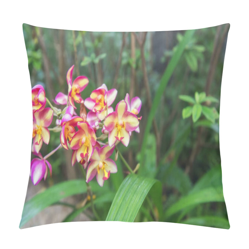 Personality  Pink Orchid Flower Or Spathoglottis Plicata Blum Blossom In Garden Of Cafe And Restaurant Pillow Covers